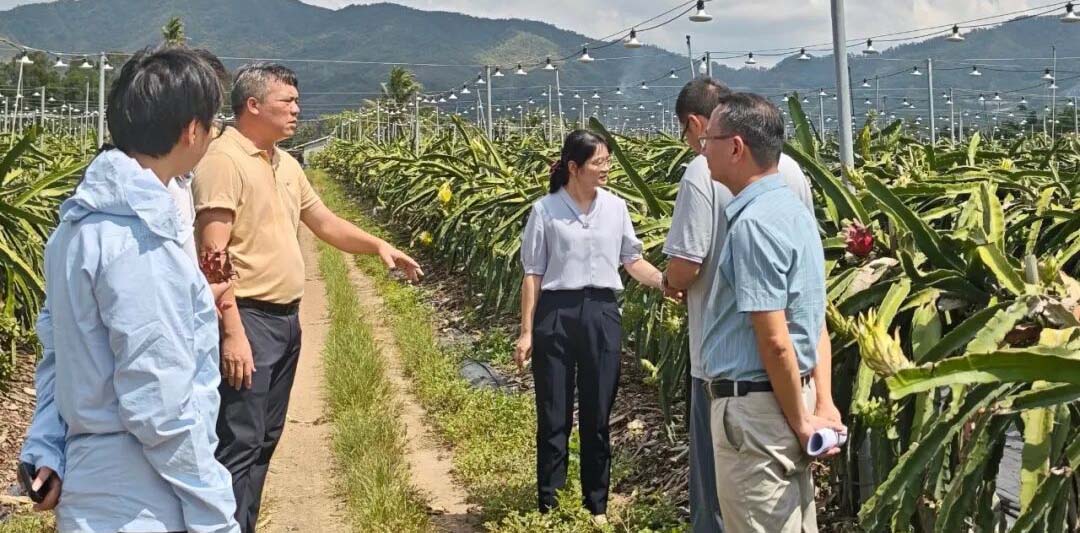 三亚市自然资源和规划局督导过岭村乡村振兴工作